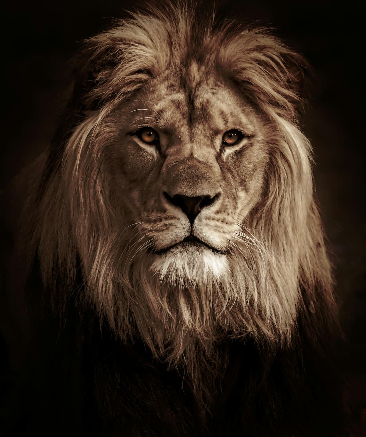 Swahili Words in The Lion King and What They Mean